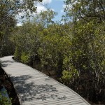 mangrove swamp track
